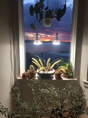 Cleistocactus winteri