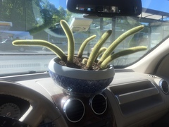 Cleistocactus winteri