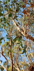 Eucalyptus leucoxylon
