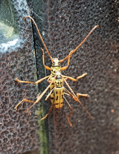 Acrocyrtidus avarus
