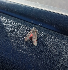 Neurosymploca caffra