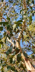 Eucalyptus leucoxylon