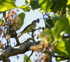 Myiopagis gaimardii