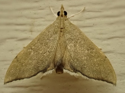 Falcate Sericoplaga
