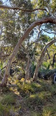 Eucalyptus leucoxylon