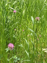 Trifolium pratense