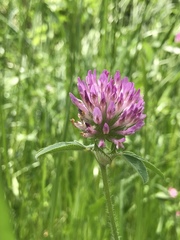 Trifolium pratense