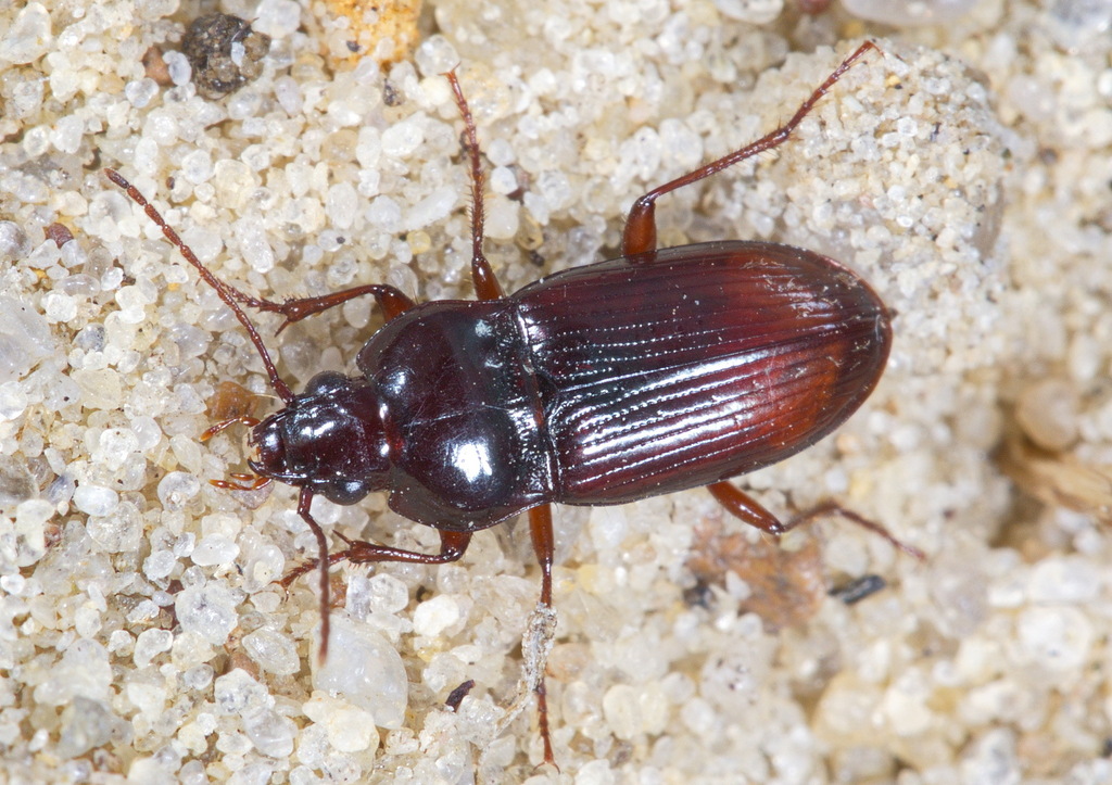 Pogonus cumanus