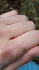 Polydrusus formosus