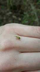 Polydrusus formosus