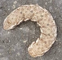 Proserpinus proserpina