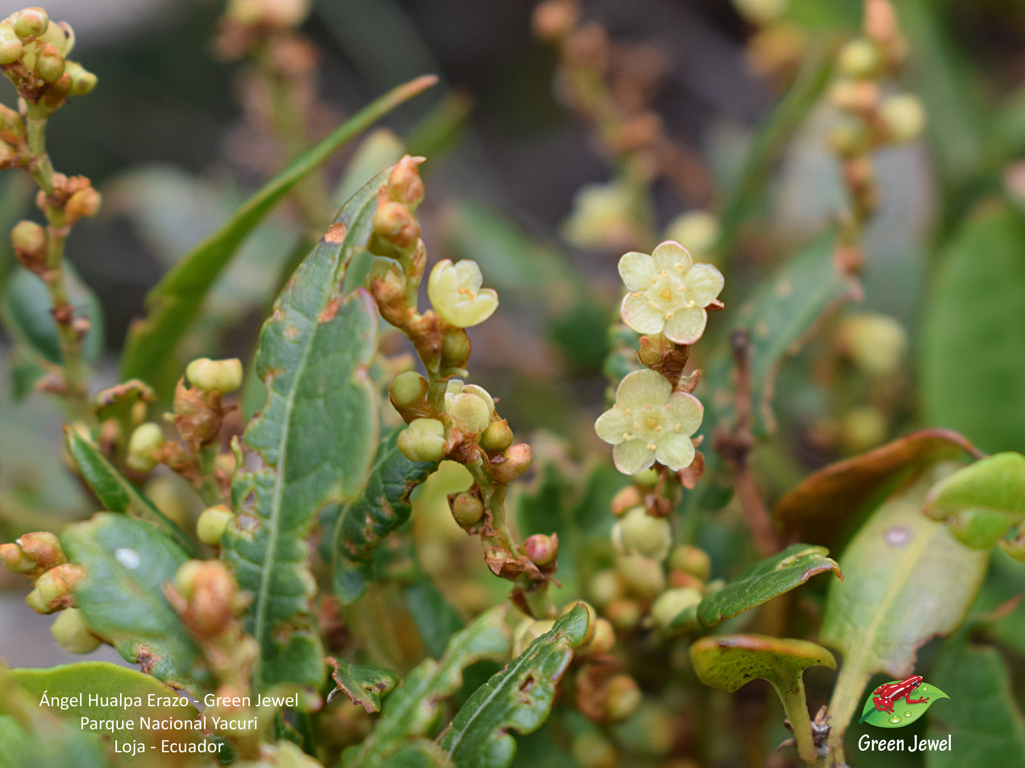 Muehlenbeckia image