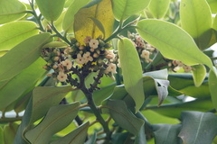 Diospyros discolor