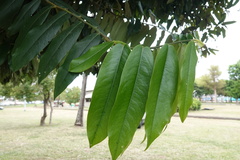 Diospyros discolor
