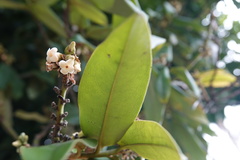 Diospyros discolor