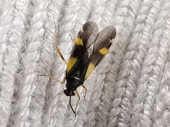 Dryophilocoris flavoquadrimaculatus