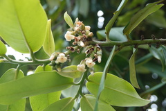 Diospyros discolor