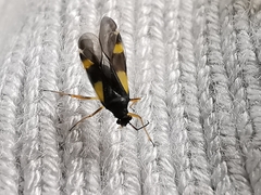 Dryophilocoris flavoquadrimaculatus