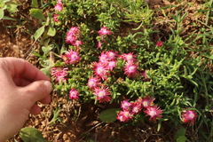Delosperma testaceum