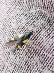 Dryophilocoris flavoquadrimaculatus