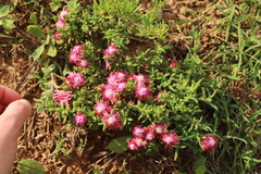 Delosperma testaceum