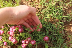 Delosperma testaceum