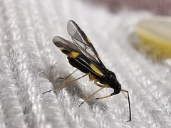 Dryophilocoris flavoquadrimaculatus