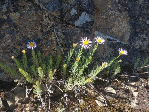 Image of Erigeron klamathensis by no rights reserved
