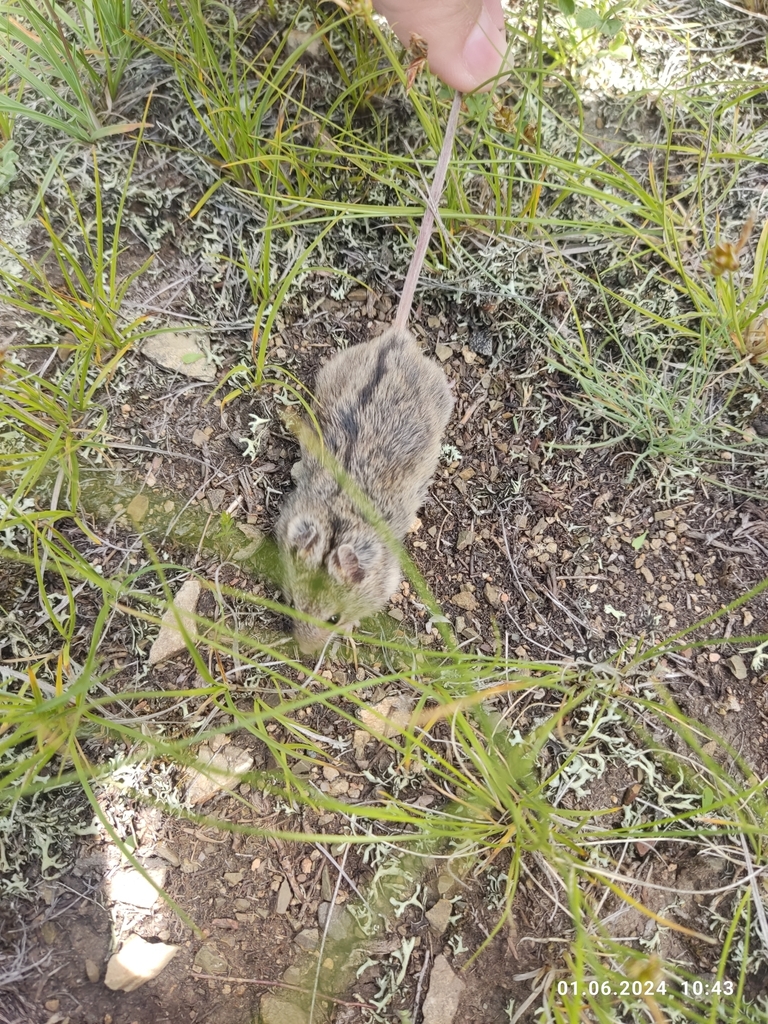Southern Birch Mouse