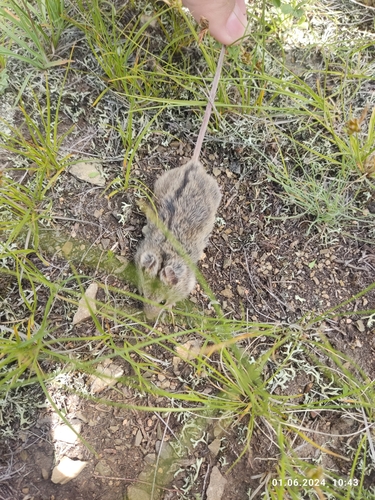 Southern Birch Mouse