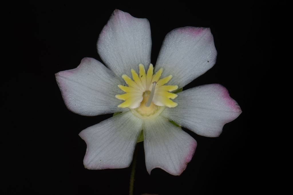 Blakea spruceana