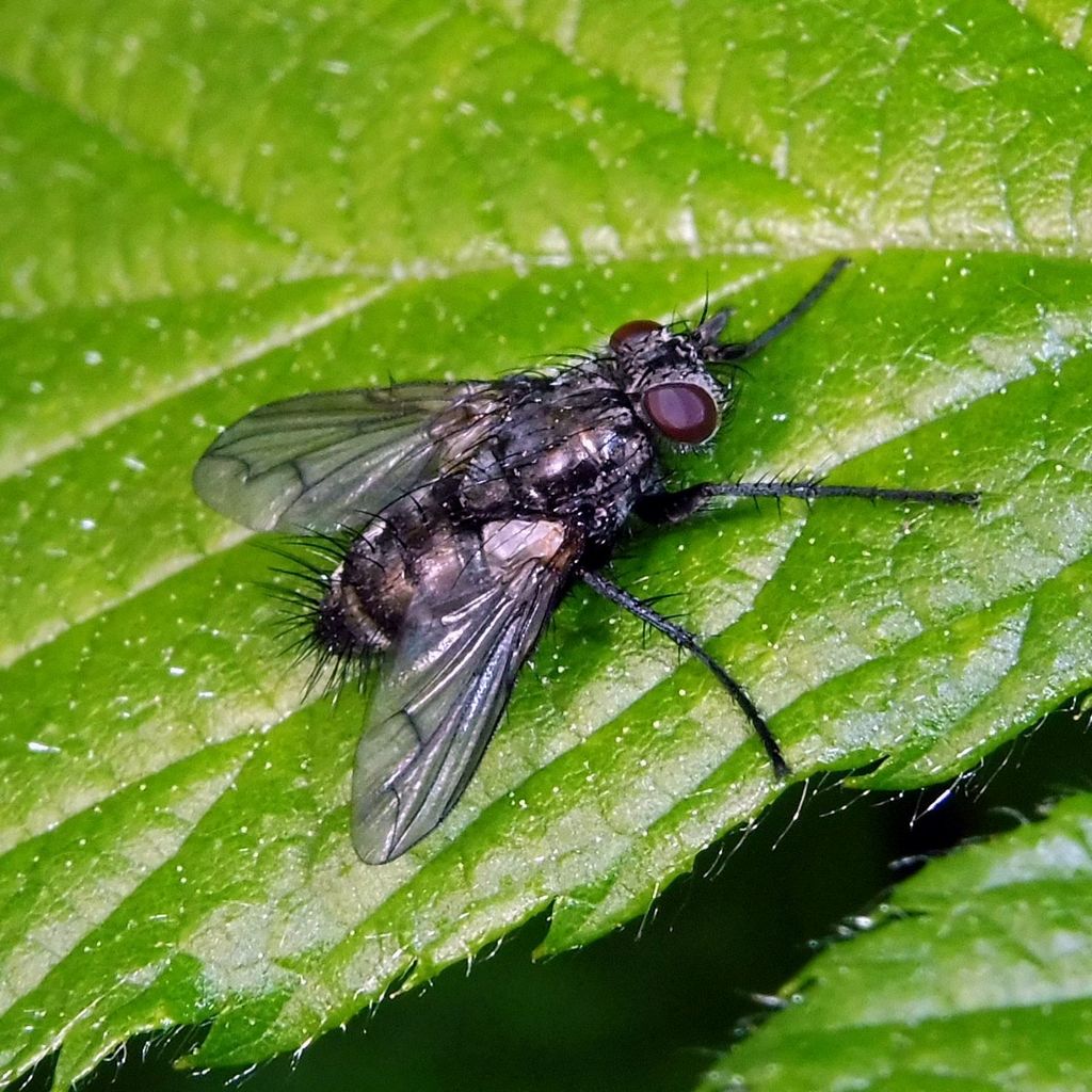 Periscepsia spathulata