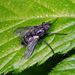 Periscepsia spathulata - Photo (c) Barry Walter, algunos derechos reservados (CC BY), subido por Barry Walter