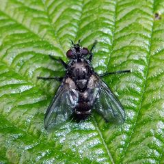 Periscepsia spathulata