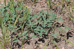 Trifolium gymnocarpon