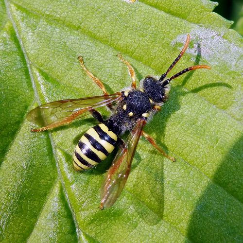 Gooden's Nomad Bee