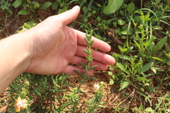 Delosperma testaceum