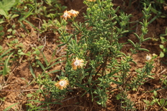 Delosperma testaceum