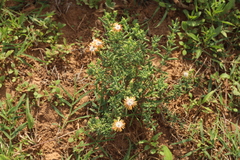 Delosperma testaceum