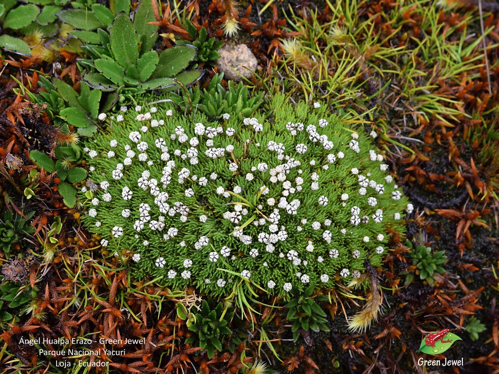 Paepalanthus lodiculoides