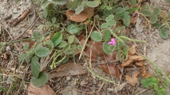 Desmodium scorpiurus