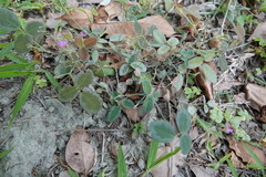 Desmodium scorpiurus