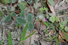 Desmodium scorpiurus
