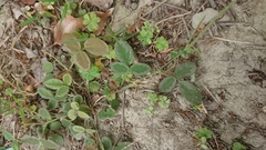 Desmodium scorpiurus