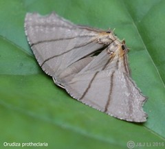 Orudiza protheclaria