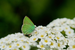 Callophrys