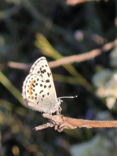 Buckwheat Blue photo 6
