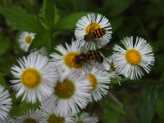 Syrphidae