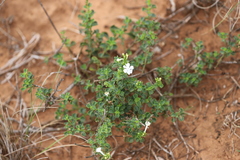 Chascanum cuneifolium