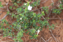 Chascanum cuneifolium